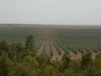Farm On 60ha Titled Land - 12.000 Olive Trees - Km 35 Route De Fez