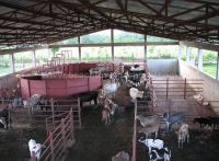 Dominican Republic Cattle Farm For Sale Property Id: C1219db