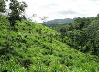 Dominican Republic Cattle Farm For Sale Property Id: C1219db