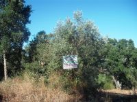 Forest And Agricultural Land, 1520 M2