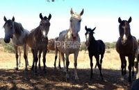Equestrian Farm With Livestock And Lots Of Land